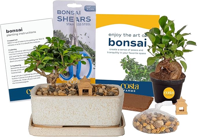 Costa Farms Bonsai Tree Kit, DIY Live Bonsai Tree Includes Tools, Potting Soil Mix, Plant Pot, Indoor Gardening, Birthday Gift, 10-Inches Tall