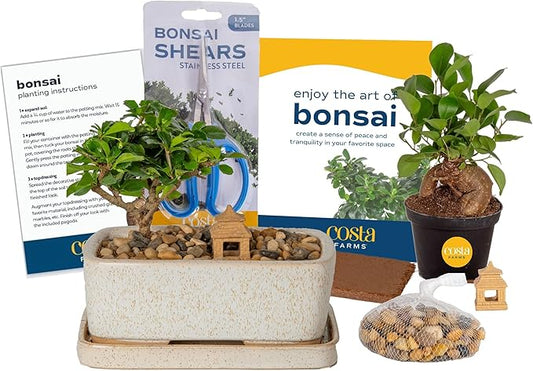 Costa Farms Bonsai Tree Kit, DIY Live Bonsai Tree Includes Tools, Potting Soil Mix, Plant Pot, Indoor Gardening, Birthday Gift, 10-Inches Tall
