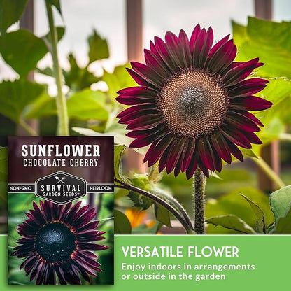 Chocolate Cherry Sunflower Seeds for Planting | Rare Burgundy Black Blooms, 6-7ft Giant Non-GMO Heirloom Flower - Survival Garden Seeds (3 Packs)