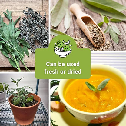 Sow Right Seeds - Sage Seed Collection - Salvia Seeds for Planting Indoors & Outdoors - Common, Blue, Scarlet & White - Non-GMO Heirloom Varieties - Grow Aromatic Herb Garden - Herbal or Culinary Use