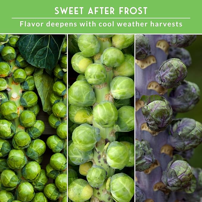 Brussels Sprouts Seeds 3 Variety Pack for Planting | Red, Catskill, Long Island Improved Heirloom Vegetable Seed to Plant Cool Season Open-Pollinated Brussel Sprout Types – Survival Garden Seeds