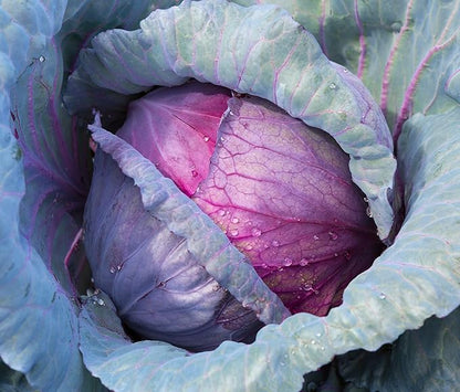Red Acre Cabbage Seeds for Planting – Plant & Grow Heirloom Red Acre Cabbage in Home Outdoor Vegetable Garden, Brassica oleracea VAR. capitata– 3 Packets