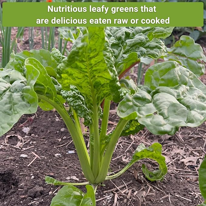 Sow Right Seeds - Swiss Chard Seed Collection for Planting - Includes Rainbow, Fordhook, Ruby Red - Non-GMO Heirloom Varieties - Perfect for a Vegetable Garden - Grow Your Own Leafy Greens