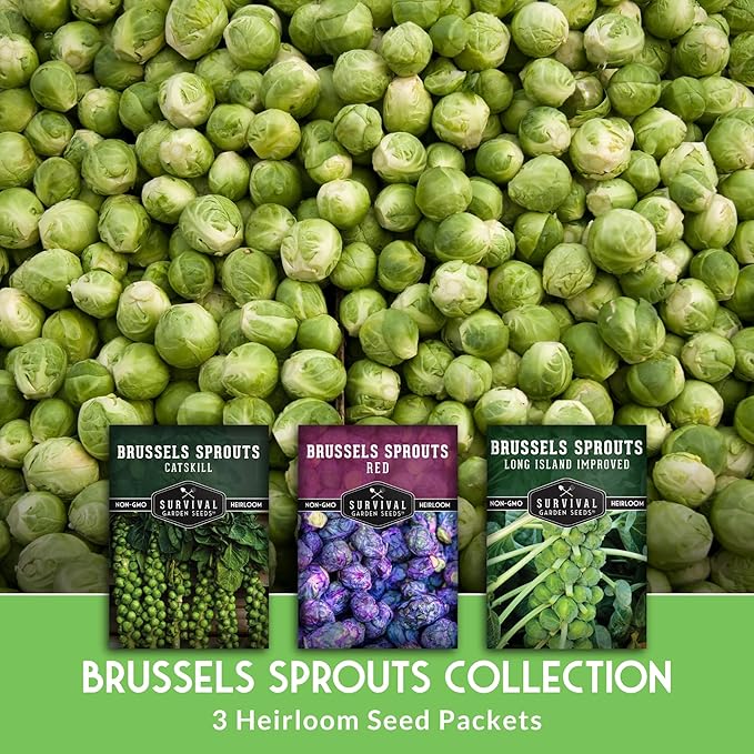 Brussels Sprouts Seeds 3 Variety Pack for Planting | Red, Catskill, Long Island Improved Heirloom Vegetable Seed to Plant Cool Season Open-Pollinated Brussel Sprout Types – Survival Garden Seeds
