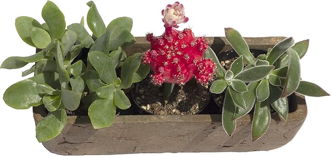 Classic Home and Garden Dakota Rectangular Planter Box w/Drain Plug - Small Succulent Pots for Window Sills & More - Shallow Trough Planter for Indoor Outdoor Use (8” Rust Brown)