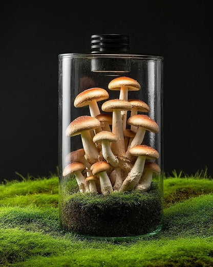 Desktop Glass Terrarium with Grow Light (9.8" H x 5.9" D) - for Succulents, Moss, Mini Gardens, Betta Fish Tanks, Mushroom Cultivation | Indoor Plant Growth | Office/Home Decor | Plant Lover Gifts