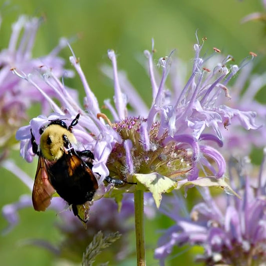 Seed Needs Bee Balm Seeds for Planting Wild Bergamot - Heirloom & Open Pollinated Perennial Flowers to Grow a Butterfly Garden to Attract Bees, Butterflies & Other Pollinators (5 Packs)