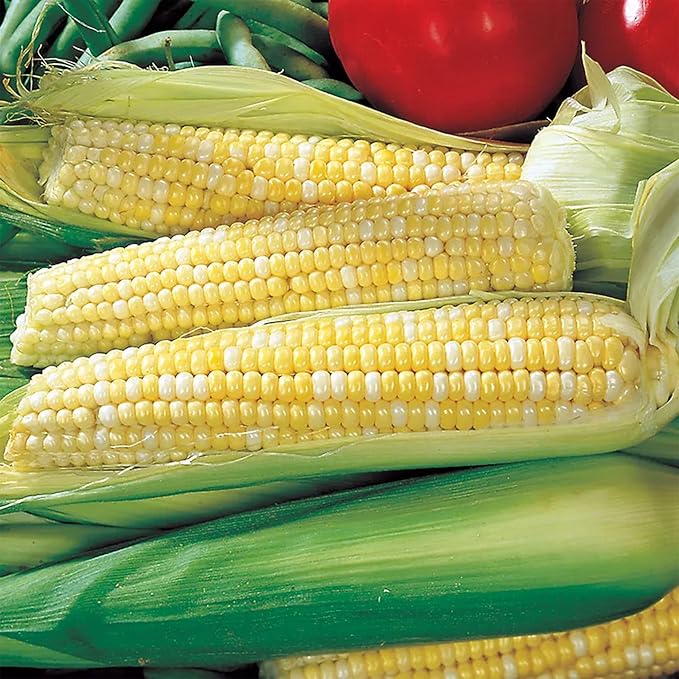 Park Seed 3 Sisters Collection – Grow Corn, Beans & Squash Together for Mutual Support, Includes Ambrosia Corn, Algarve Climbing Beans & Organic Crookneck Squash – Pack of 320 Seeds