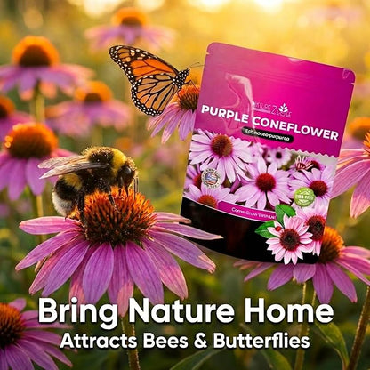 Echinacea Seeds, Purple Coneflower Seeds, Over 2300 Echinacea Seeds for Planting, Non-GMO, Open Pollinated, Heirloom Flower Seeds