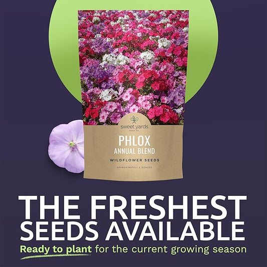 Phlox Annual Blend – Large 2 Ounces Seed Packet – 28,000 Flower Seeds for Planting – Phlox drummondii