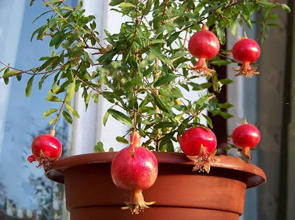 Seeds Pomegranate Heirloom Fruit Non GMO for Planting