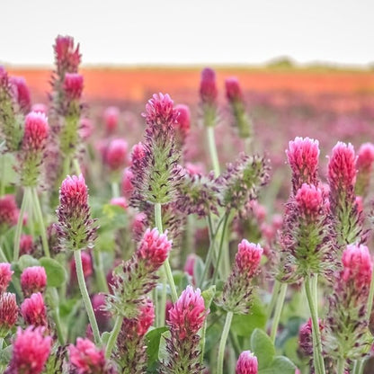 Crimson Clover Seeds – 1 lb (~46,400 Seeds) for Cover Crops, Wildlife Forage, Pasture, Hay, Pollinator Attraction, Green Manure & More – Legume Clover Seeds for Planting