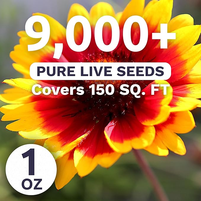Blanket Flower – Gaillardia aristata – Large 1 Ounce Packet – 9,000 Flower Seeds for Planting