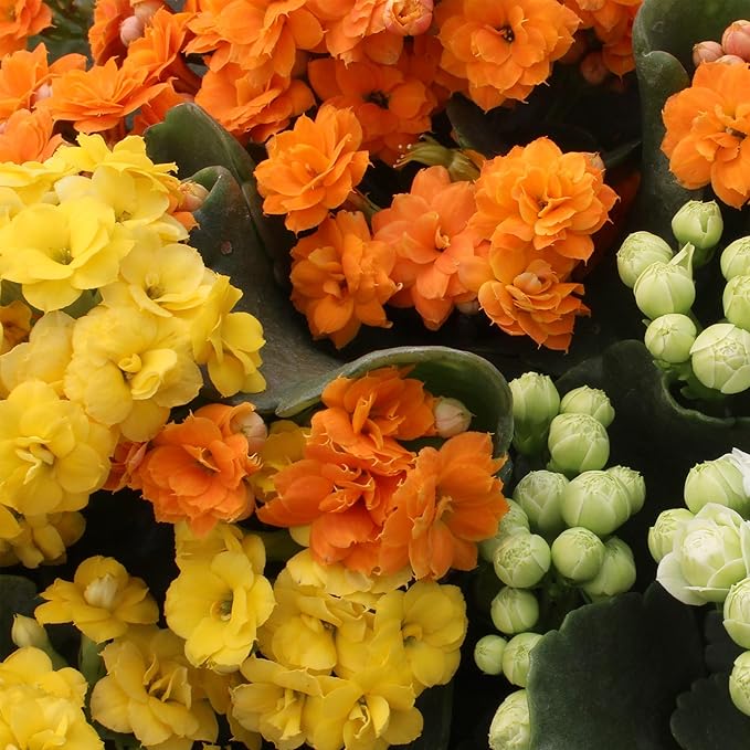 Florist Kalanchoe Live Succulent Plants (3 Pack), Flowering Flaming Katy Succulents, Easy Plant Care, Approx. 7 in. Tall, Drought-Tolerant Indoor Houseplants in 3.5 in Pots