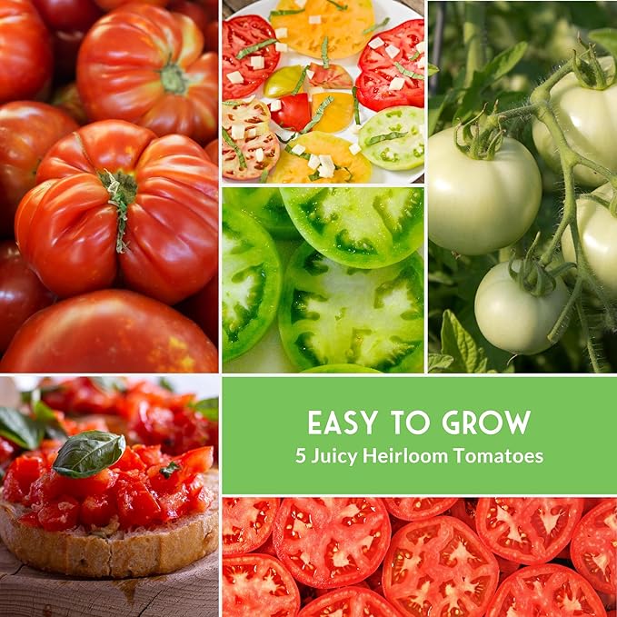 Essential Tomato Seeds 5 Variety Pack for Planting – Classic Heirloom Non-GMO Tomatoes: Cherokee Purple, Roma, Large Red Cherry, Beefsteak, and Great White – Survival Garden Seeds