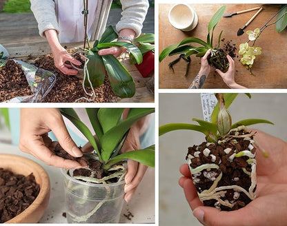 Orchid Bark for Plants, Organic Pine Bark for Proper Root Development for Phalaenopsis, Cattleyas, Dendrobiums, Oncidiums, Paphiopedilums and More (1qt, Medium(12-18mm))