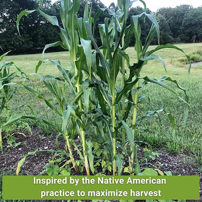 Sow Right Seeds - 3 Sisters Seed Collection for Planting - Packets of Bantam Sweet Corn, Kentucky Wonder Pole Bean, and Waltham Butternut Squash - Non-GMO Heirloom Seeds to Plant Home Vegetable Garden
