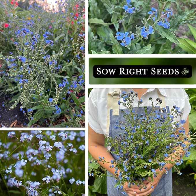 Sow Right Seeds - Forget-Me-Not Flower Seeds for Planting (Cynoglossum amabile) - Non-GMO Heirloom Packet with Instructions - Great to Pair with Cards of Remembrance - Small Blue Memory Blooms (25)
