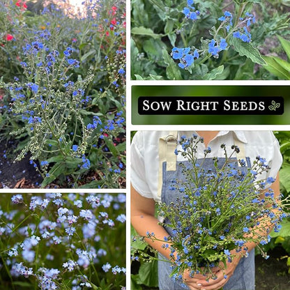 Sow Right Seeds - Forget-Me-Not Flower Seeds for Planting (Cynoglossum amabile) - Non-GMO Heirloom Packet with Instructions - Great to Pair with Cards of Remembrance - Small Blue Memory Blooms (25)