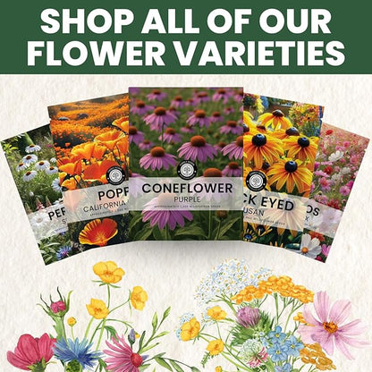 Purple Coneflower – 1,250 Seeds for Planting – 2026 Season – 5 Gram Pouch