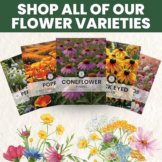 Purple Coneflower – 28,000 Seeds for Planting – 2026 Season – 4 Ounce Pouch