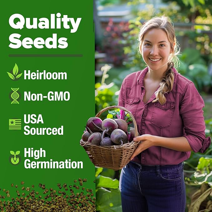 HOME GROWN Detroit Dark Red Beet Seeds 2 Pack(Beta vulgaris) 1000+ Heirloom Seeds with High Germination – Sweet,Nutrient-Rich Beets for Easy Planting in Garden Beds or Containers