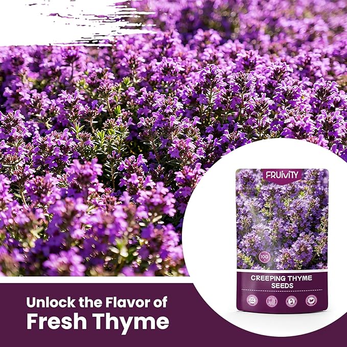 20000+pcs Purple Creeping Thyme Seed for Planting, Non-GMO Heirloom Perennial Ground Cover Flowers Seeds, Lawn Alternative, Fragrant Herb Seeds for Lawns & Paths Garden Backyard