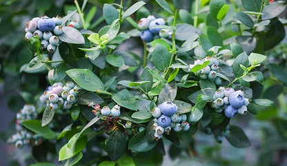 200 Pcs Blueberry Seeds for Planting