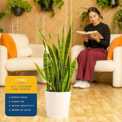 Costa Farms Snake Plant, Mother-in-Law's Tongue Live Plant in Decorative Pot, Large Easy to Maintain Indoor Succulent Houseplant, Assorted Variety, Home, Room, or Office Décor, 2-3 Feet Tall