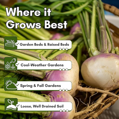 Purple Top White Globe Turnip Seeds for Planting – Heirloom, Non-GMO Turnip Seeds for Fall & Spring Gardens, Classic Mild Turnips with Edible Greens | Woods Creek Seeds