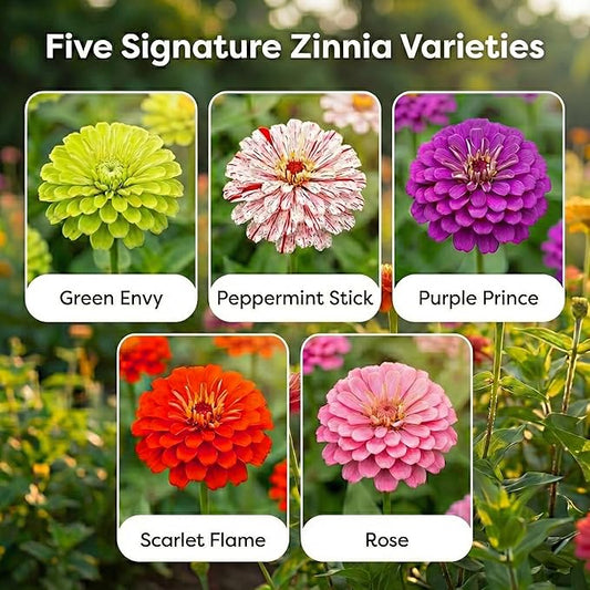 NatureZ Edge Zinnia Seeds for 2026 Planting Outdoors, Over 650 Flower Seeds, 5g, Non GMO Made in USA, Bulk Semillas De Flores para Sembrar, Variety Mix, Easy to Grow Zinnia Seed Mix