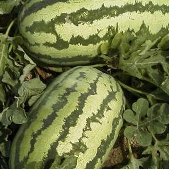 Watermelon Garden Seeds - Jubilee - 5 Lbs Bulk - Non-GMO, Heirloom Vegetable Gardening Fruit Melon Seeds