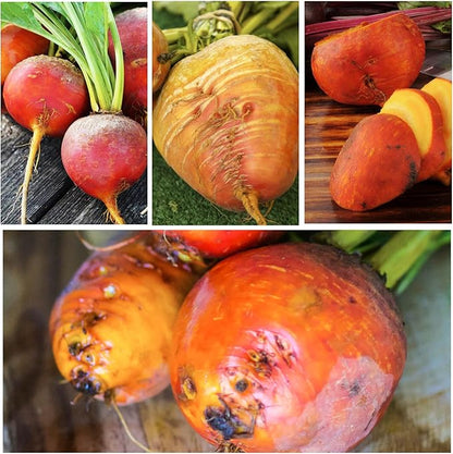 Seed Needs, Golden Detroit Beet Seeds - 250 Heirloom Seeds for Planting Beta vulgaris - Grow an Outdoor Garden Non-GMO & Untreated (5 Packs)