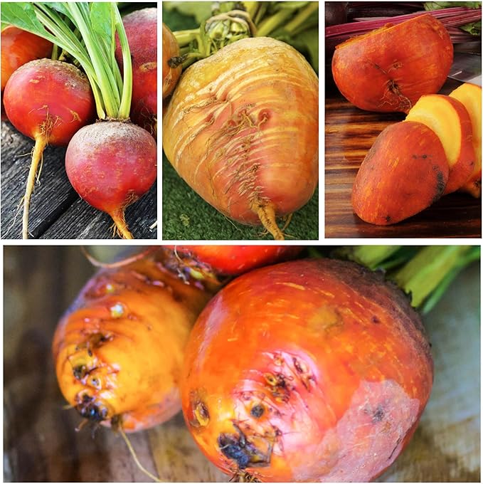 Seed Needs, Golden Detroit Beet Seeds - 250 Heirloom Seeds for Planting Beta vulgaris - Grow an Outdoor Garden Non-GMO & Untreated (2 Packs)
