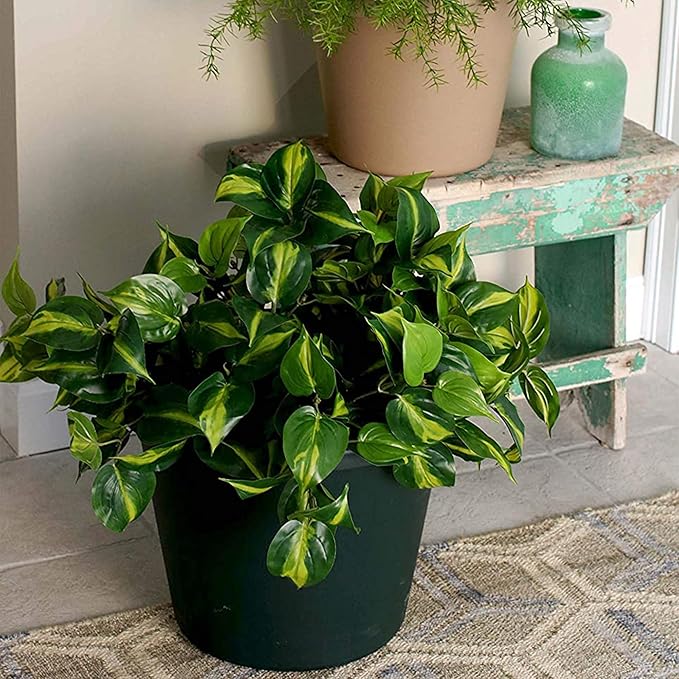 The HC Companies Classic Round Plastic Plant Pot w/Rolled Rim - Lightweight & UV Resistant Flower Pot for Herbs & More - Outdoor & Indoor Plant Pots w/Drainage (14 inch Clay, Pack of 1)