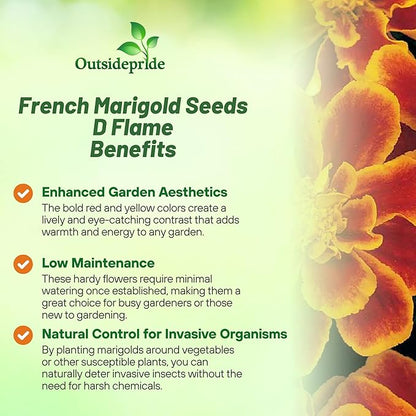 Outsidepride Durango Flame French Marigold Seeds - 250 Pcs Annual, Compact, Heat & Drought Tolerant Flower Seeds for Planting w/Anemone Type Bi-Colored Blooms, Ideal for Vibrant Pollinator Gardens