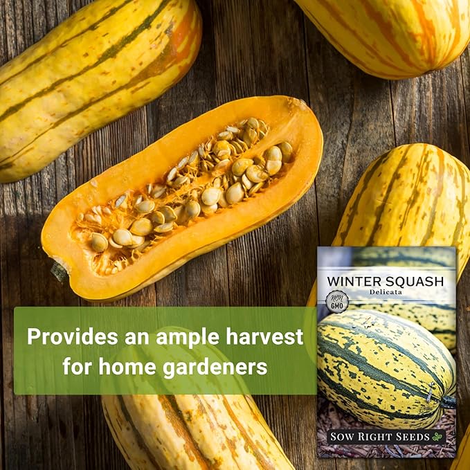 Sow Right Seeds - Yellow Scallop Squash Seed for Planting - Non-GMO Heirloom Packet with Instructions to Plant a Home Vegetable Garden, Traditional Summer Variety - Tasty Mini Squash (3)