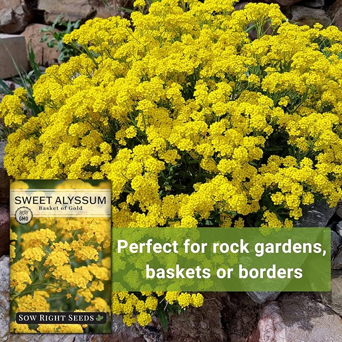 Sow Right Seeds - Sweet Alyssum Basket of Gold Flower Seeds for Planting - Perennial Garden Flowers - Easy to Grow Fragrant Blooms - Ideal for Borders and Containers - Attract Pollinators (4)