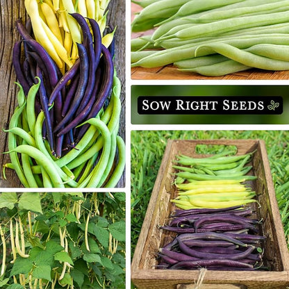 Sow Right Seeds - Tri Color Bush Bean Seed Collection for Planting - Individual Packets Contender, Royal Burgundy and Golden Wax Bush Beans - Non-GMO Heirloom Seeds to Plant a Home Vegetable Garden