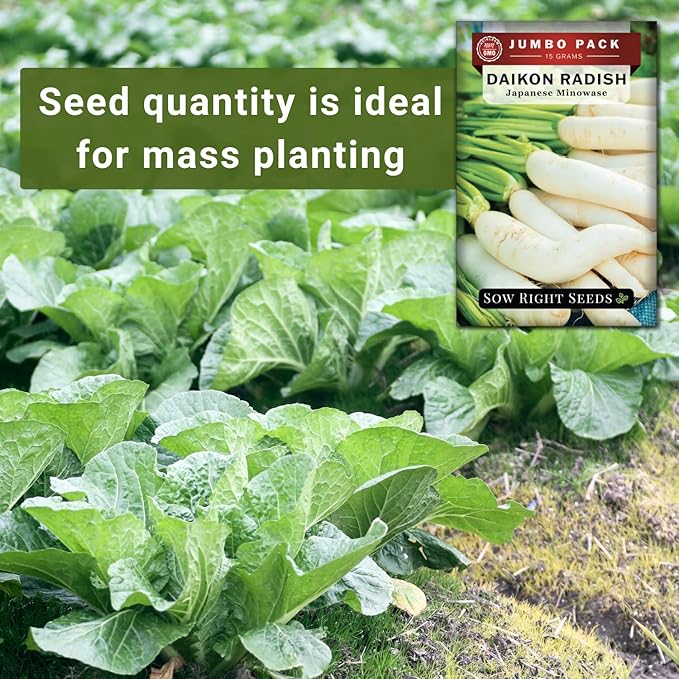 Sow Right Seeds - Bulk Japanese Minowase Daikon Radish Seeds for Planting - 15 Grams, 1000 Seeds - Non-GMO Heirloom Jumbo Pack with Instructions to Plant a Home Vegetable Garden - an Abundant Harvest