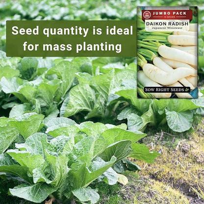Sow Right Seeds - Bulk Japanese Minowase Daikon Radish Seeds for Planting - 15 Grams, 1000 Seeds - Non-GMO Heirloom Jumbo Pack with Instructions to Plant a Home Vegetable Garden - an Abundant Harvest