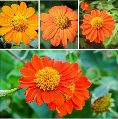Seed Needs Mexican Sunflower Seeds for Planting Tithonia rotundifolia Flowers - Heirloom & Open Pollinated Flower Seed - Annual Wildflower to Plant a Butterfly Garden (5 Packs)