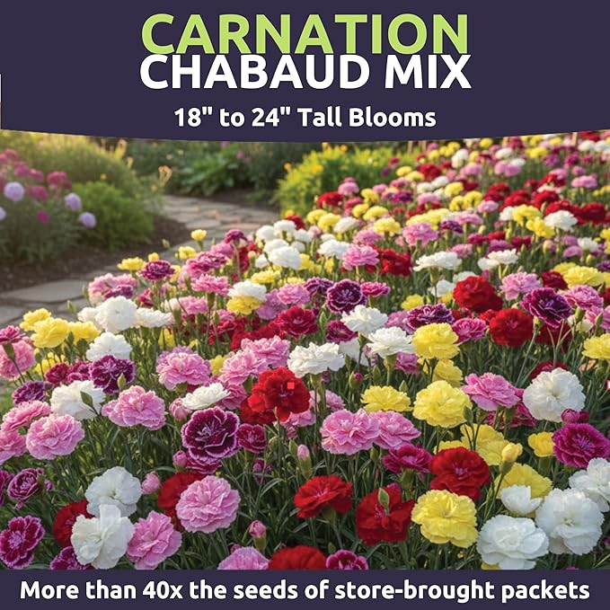 Carnation Chabaud Mix – Large 1 Ounce Seed Packet – 16,000 Flower Seeds for Planting – Dianthus caryophyllus