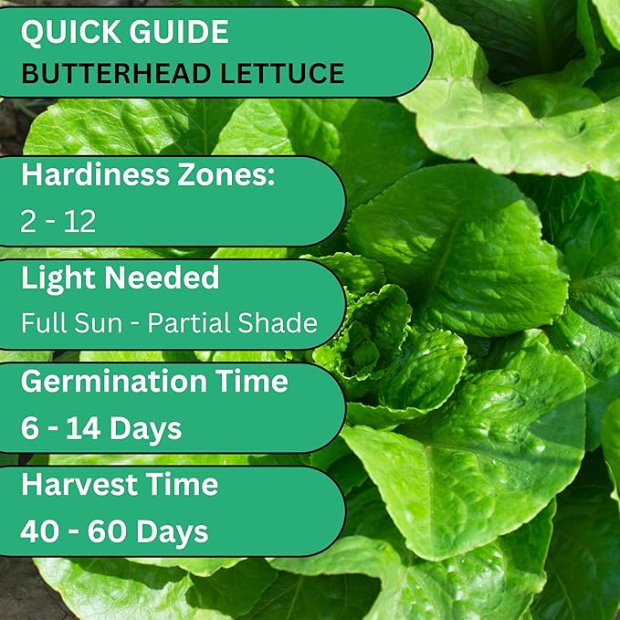 Butterhead Lettuce Seeds for Planting – All Year Round Heirloom Butter Lettuce, Heat Tolerant, Non-GMO Lettuce Seeds for Home Gardens | Woods Creek Seeds