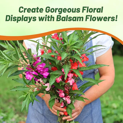Outsidepride Balsam Impatiens Flower Seeds - 500 Pcs Annual, Compact & Pollinator Friendly, Impatiens Seeds for Planting w/Vibrant, Abundant Blooms for Shade Gardens & Container Displays
