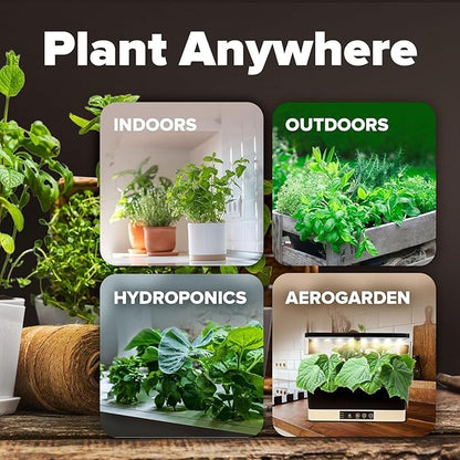 HOME GROWN 12 Winter Vegetable Seeds Heirloom,Fall & Winter Vegetable Seeds for Planting Home Garden: Bean, Beet, Broccoli, Cabbage, Carrot, Cauliflower, Kale,Parsnip,Squash,Chard & More