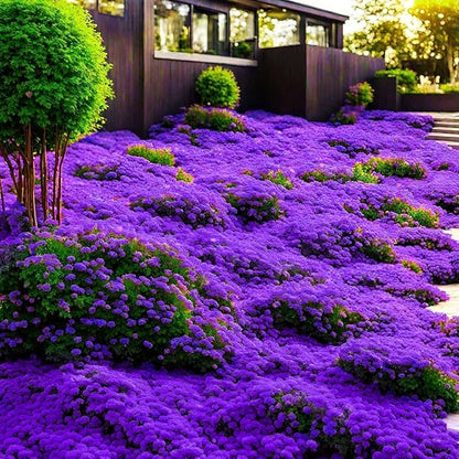 16,000 Creeping Thyme Seeds - Non-GMO Heirloom, Easy to Grow Drought Tolerant Low Maintenance, Perennial Aromatic Ground Cover for Garden & Landscaping Outdoor Planting