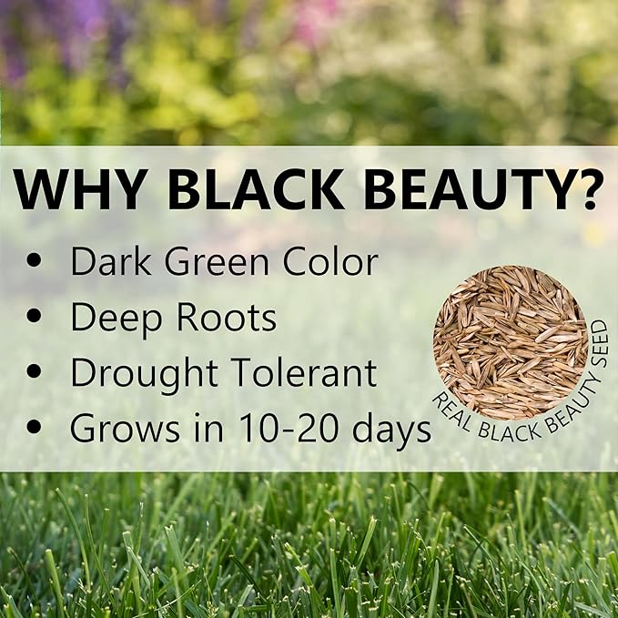 Jonathan Green (10391) Black Beauty Delmarva Grass Seed (Made for Maryland, Delaware, Virginia) - Cool Season Lawn Seed (7 lb)