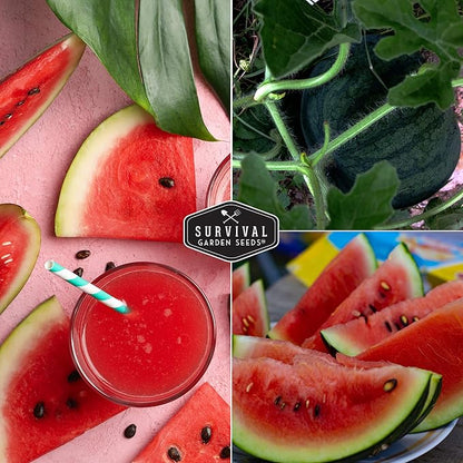 Sugar Baby Watermelon Seeds - Grow Little Round Icebox Watermelons at Home - Non-GMO Heirloom Variety for Planting - Survival Garden Seeds (2 Pack)