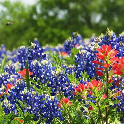 1000+ Texas Bluebonnet Seeds for Planting - Annual Lupinus Texensis, Heirloom Quality, Drought-Tolerant Wildflower Seeds Attracts Pollinators